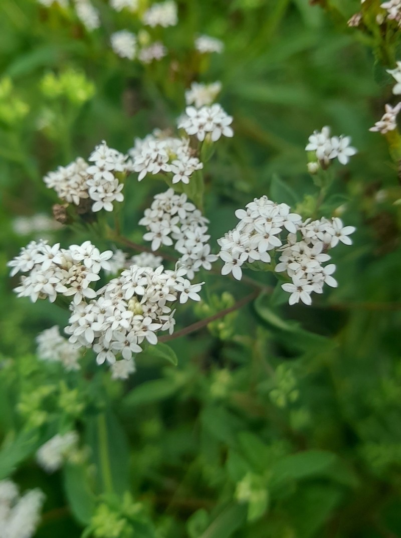 Stevia jujuyensis