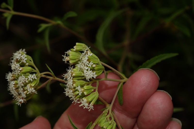 Stevia jujuyensis photo 2
