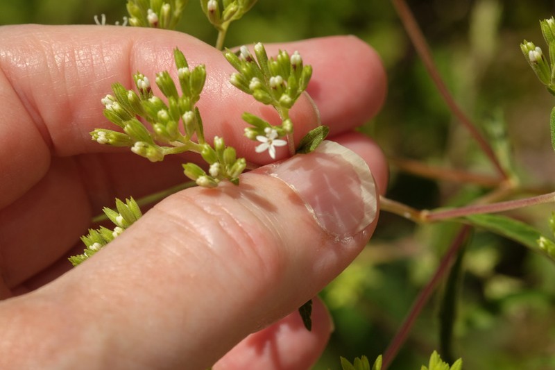Stevia jujuyensis photo 3