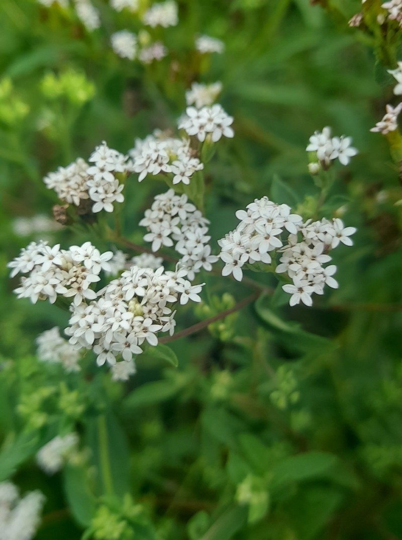 Stevia jujuyensis photo 4