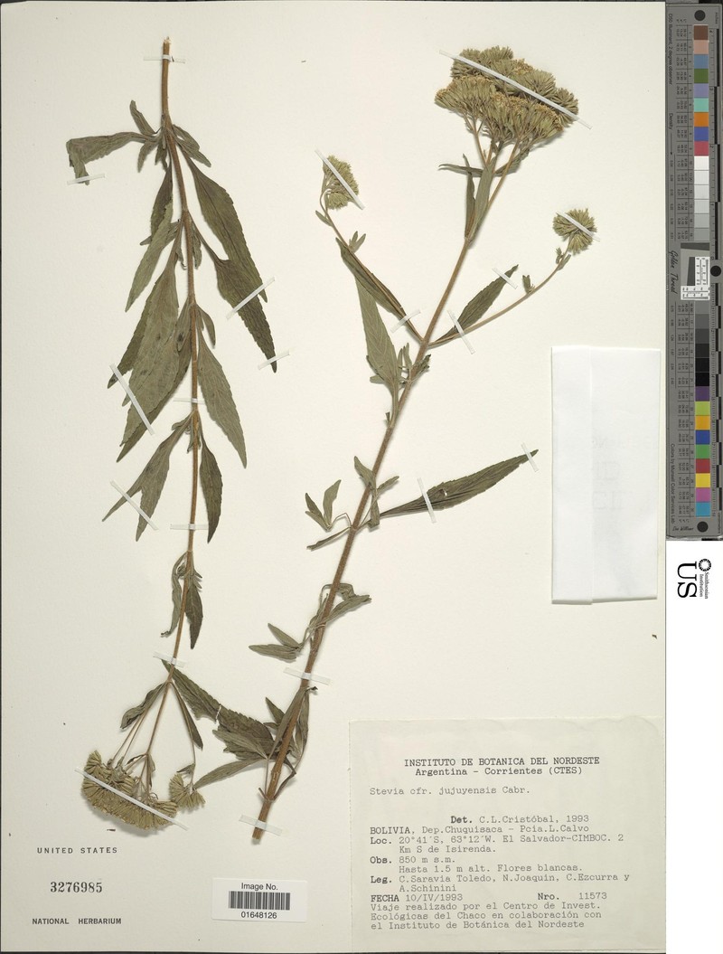 Stevia jujuyensis photo 5