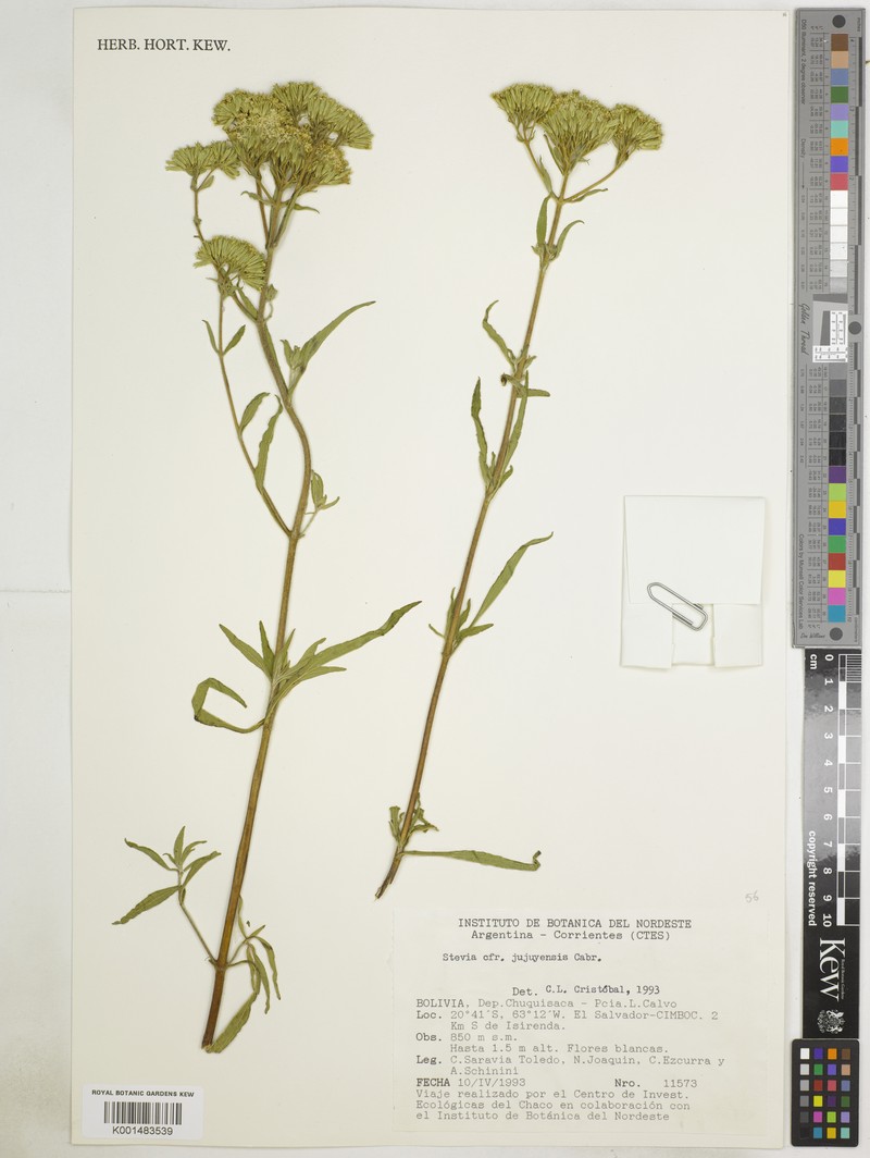 Stevia jujuyensis photo 6