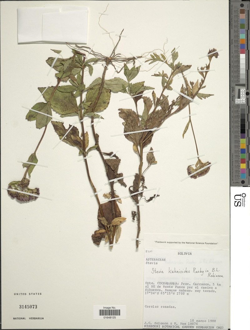 Stevia kuhnioides