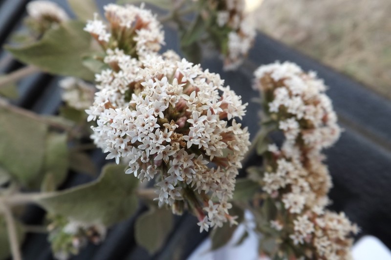 Stevia latifolia photo 2