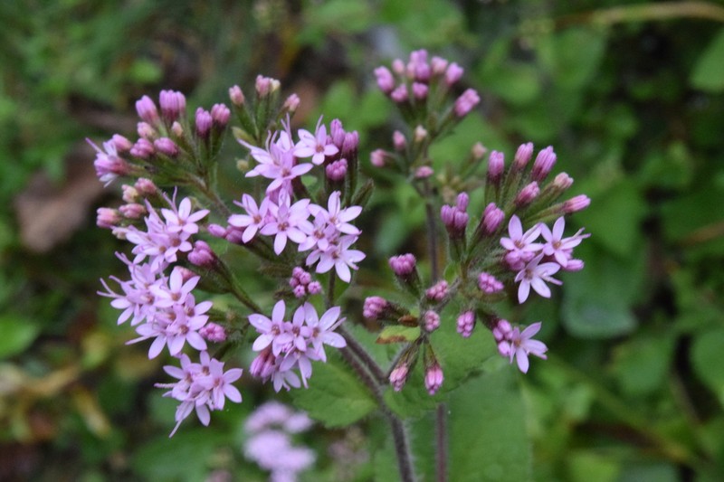 Stevia latifolia photo 3