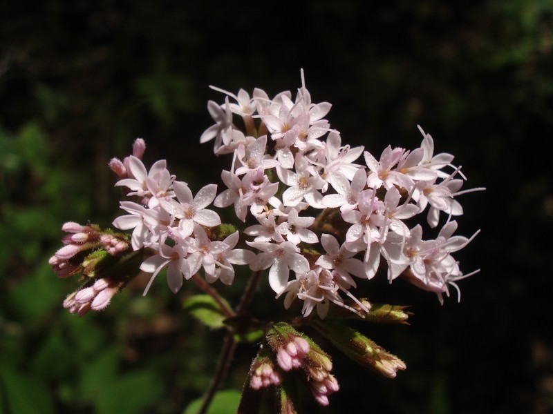 Stevia latifolia photo 4