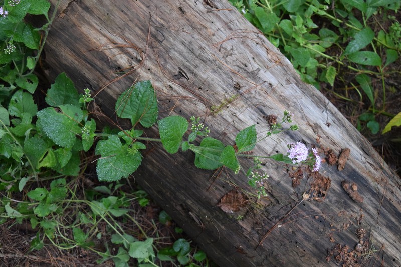 Stevia latifolia photo 5