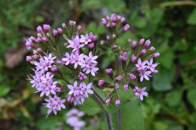 Stevia latifolia photo 6