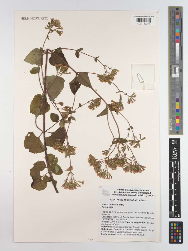 Stevia latifolia photo 7