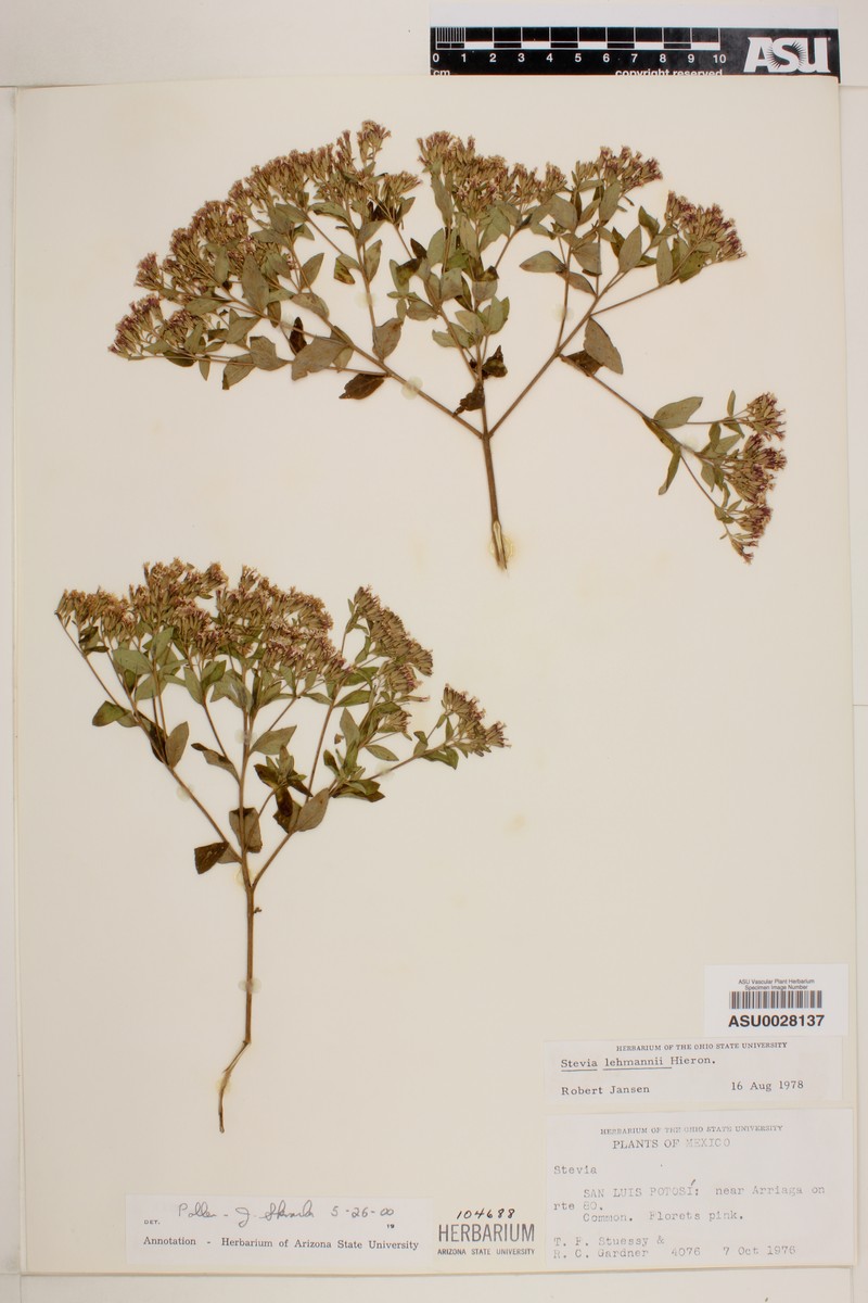 Stevia lehmannii
