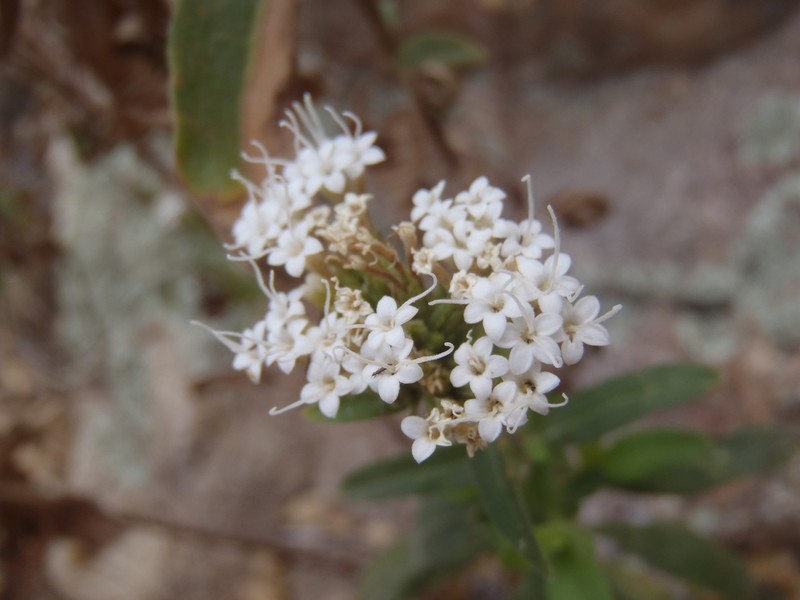 Lemmon's Candyleaf