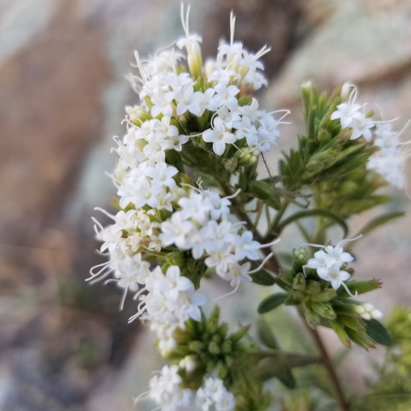 Lemmon's Candyleaf photo 2