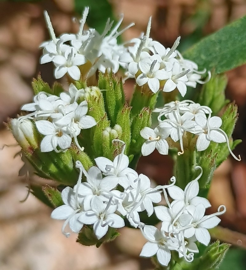 Lemmon's Candyleaf photo 3