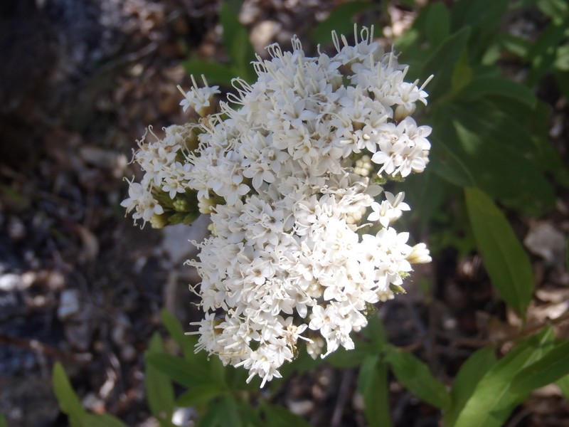 Lemmon's Candyleaf photo 4