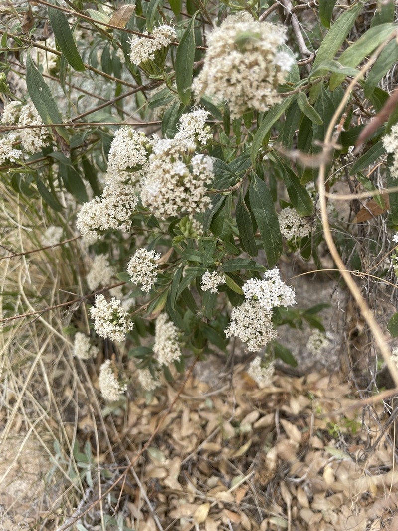 Lemmon's Candyleaf photo 5