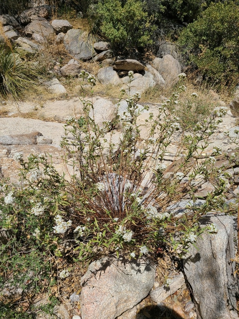 Lemmon's Candyleaf photo 6