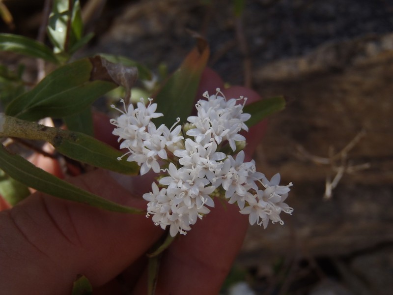 Lemmon's Candyleaf photo 8