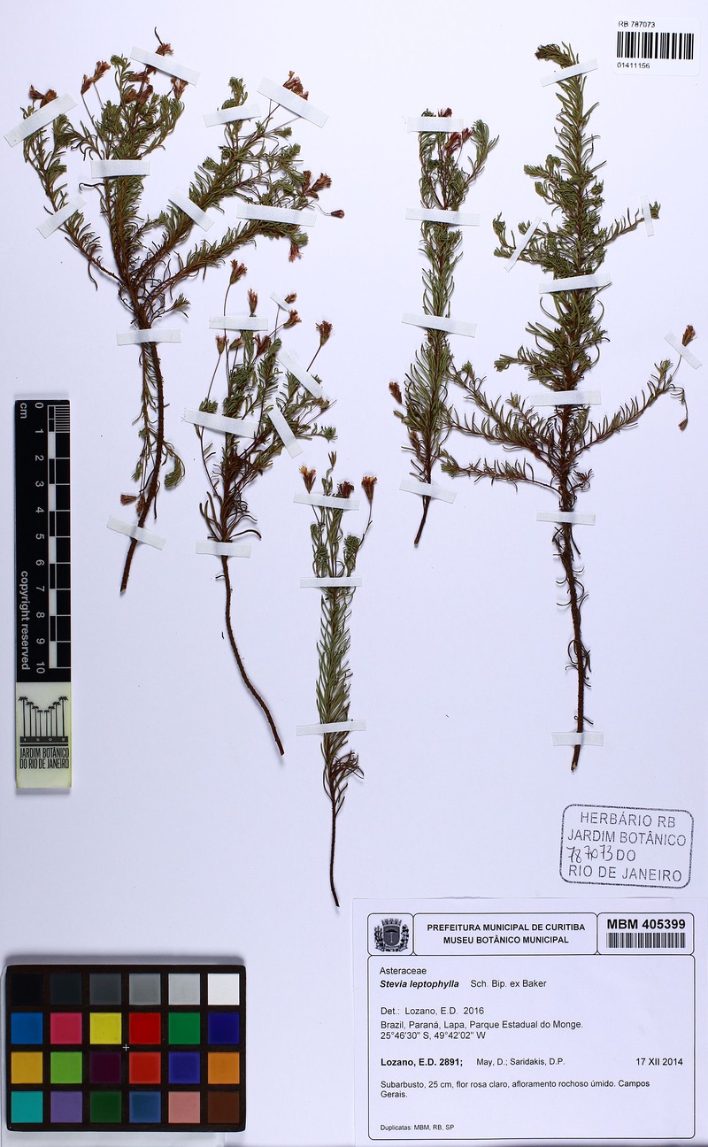 Stevia leptophylla photo 2