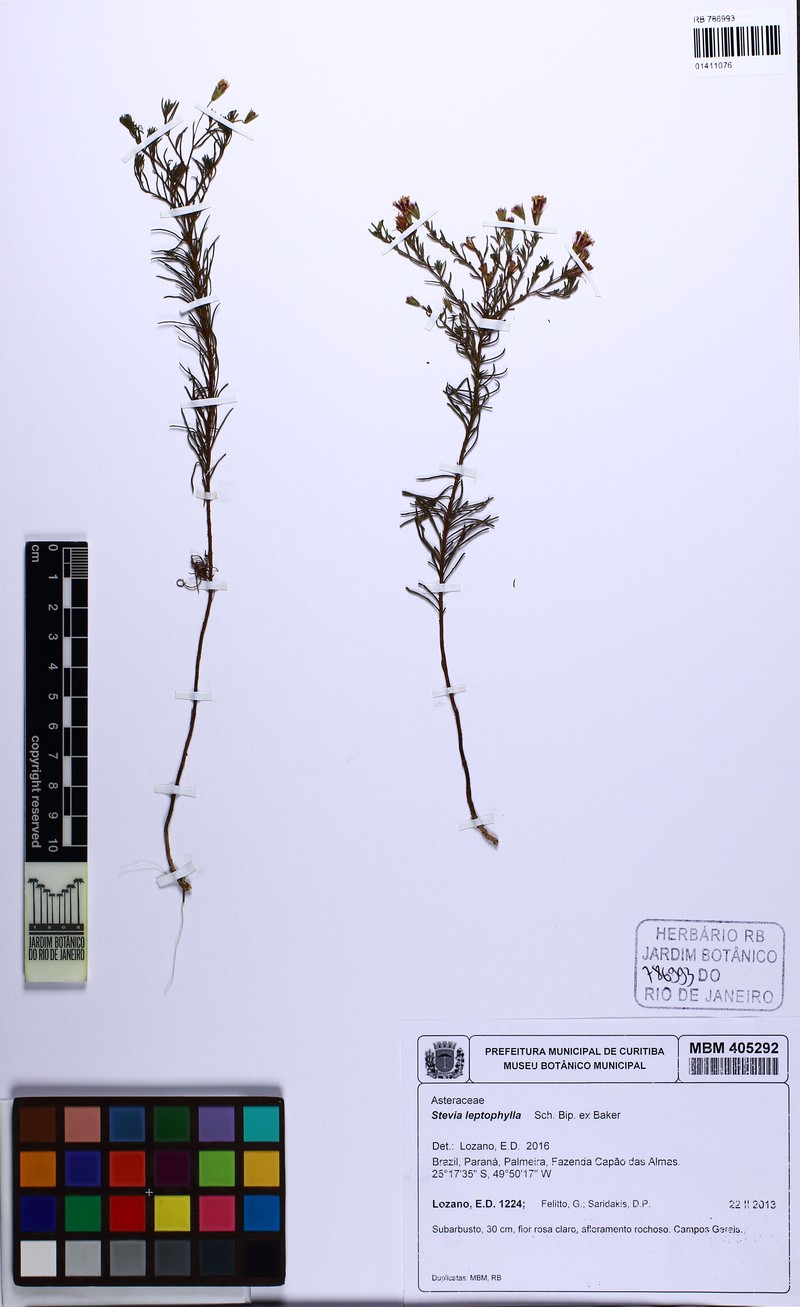 Stevia leptophylla photo 3