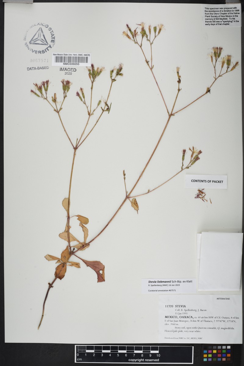 Stevia liebmannii