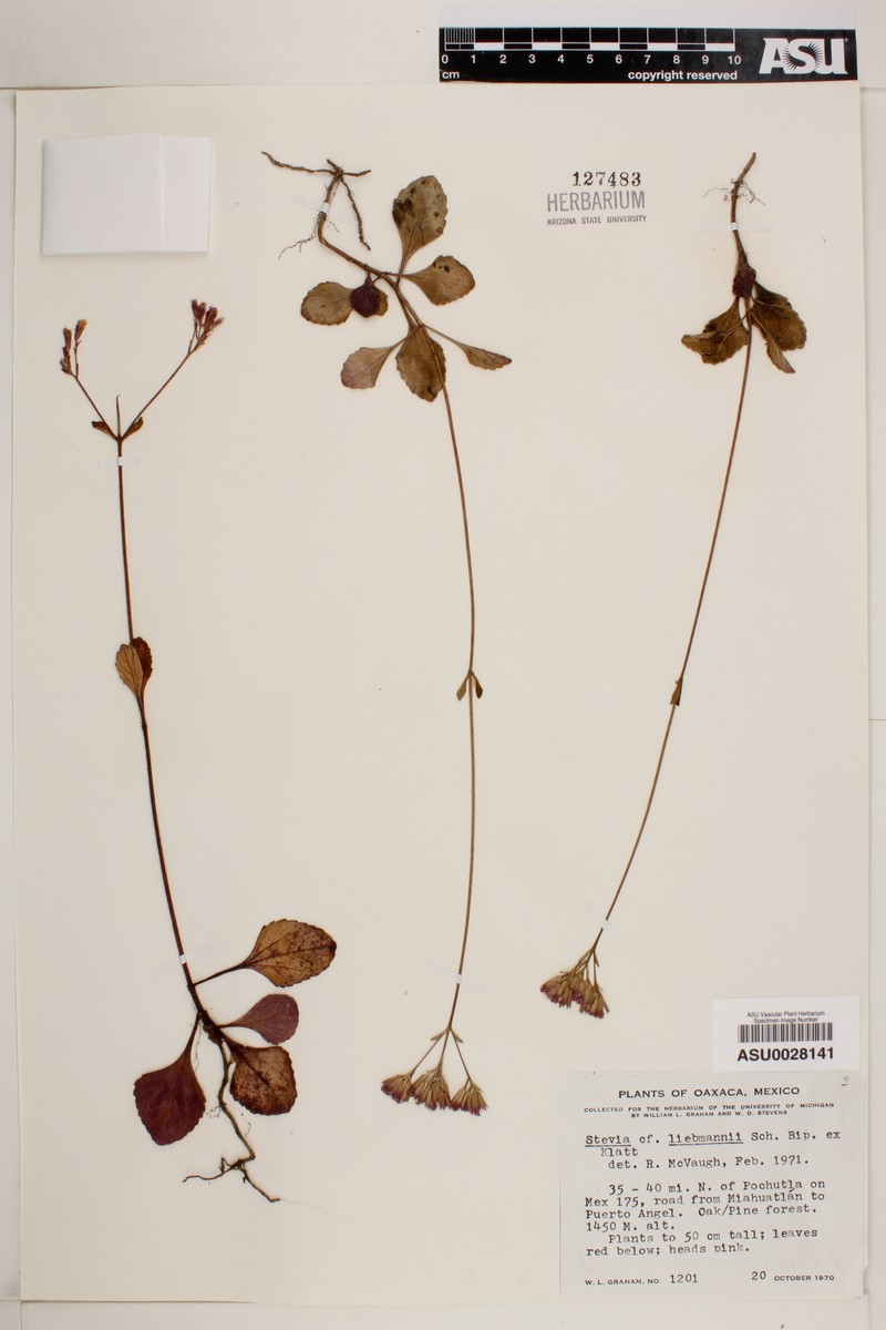 Stevia liebmannii photo 2
