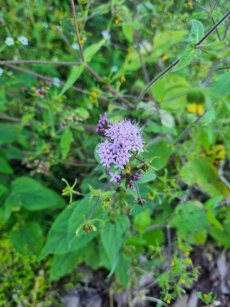 Stevia lilloi