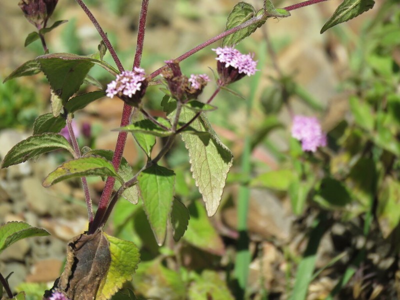 Stevia lilloi photo 2