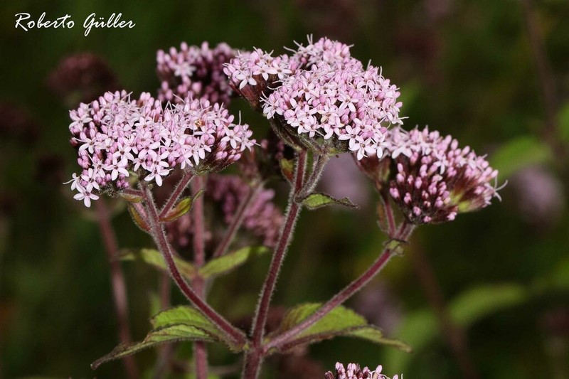 Stevia lilloi photo 3