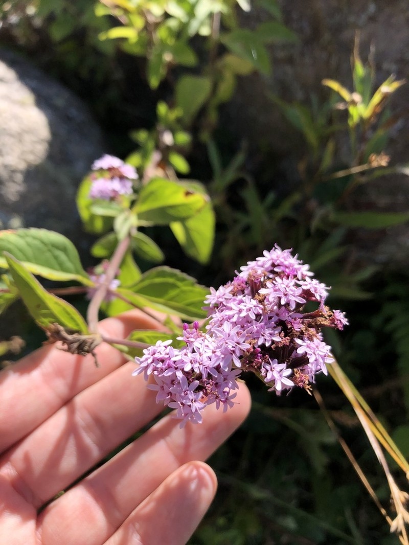 Stevia lilloi photo 4