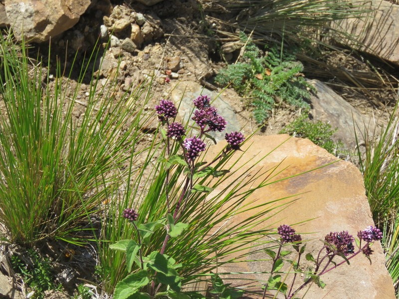 Stevia lilloi photo 5