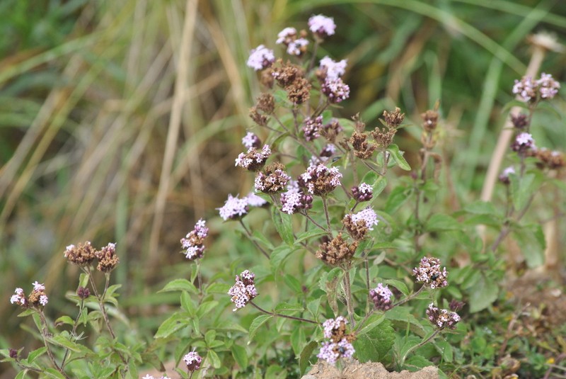 Stevia lilloi photo 6