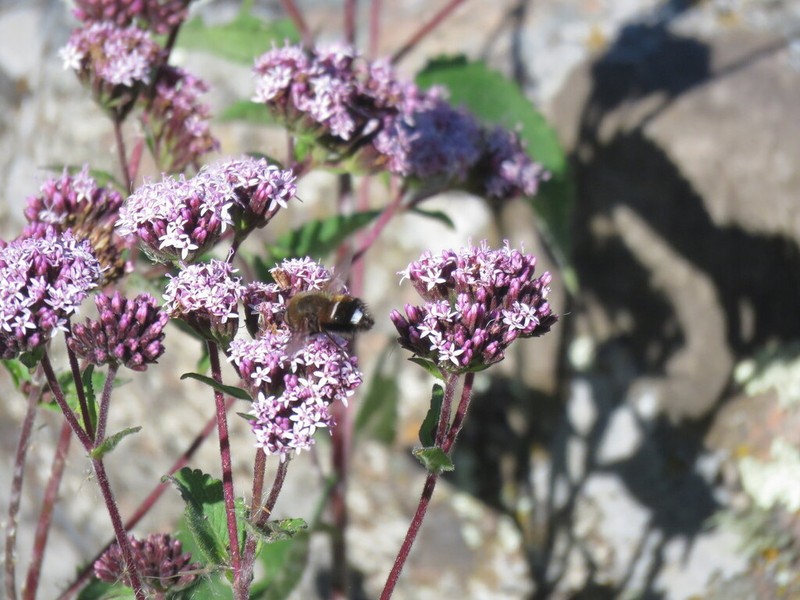 Stevia lilloi photo 7