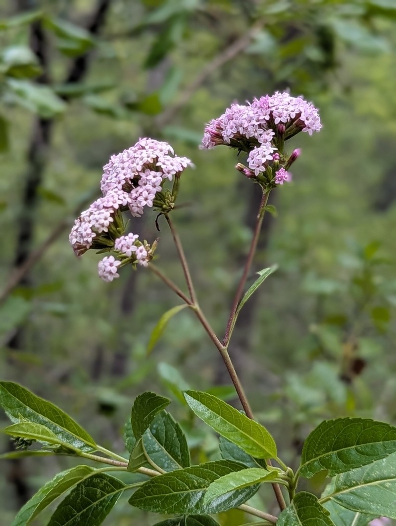 Stevia lucida
