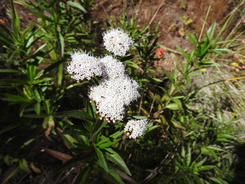 Stevia lucida photo 2