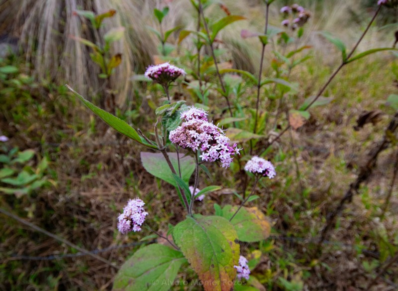 Stevia lucida photo 3