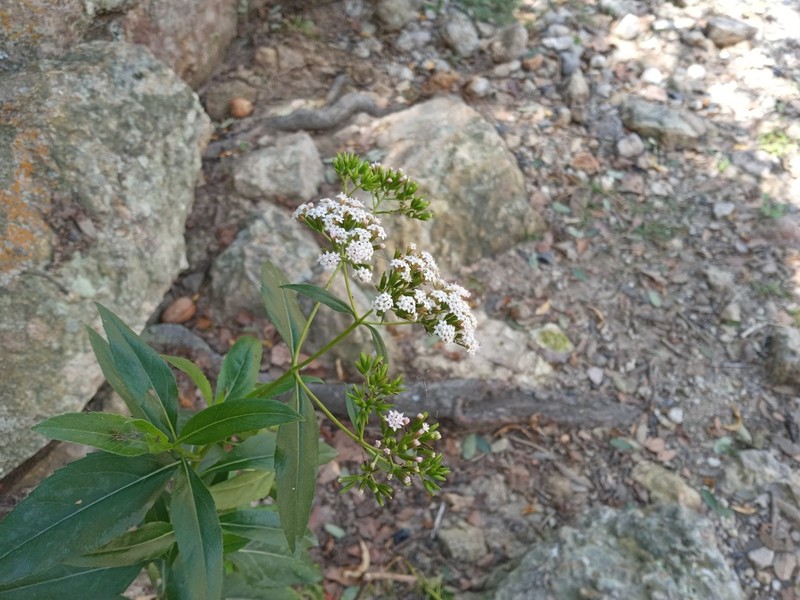 Stevia lucida photo 4