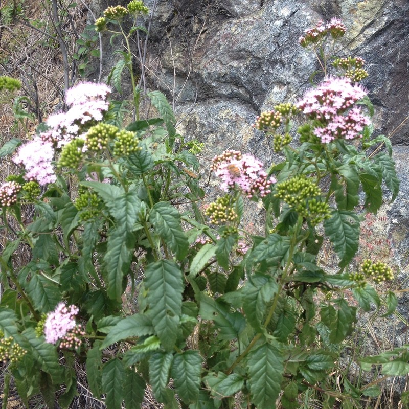 Stevia lucida photo 5