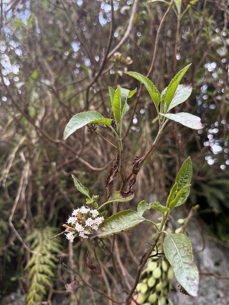 Stevia lucida photo 6