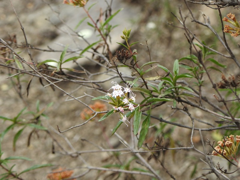 Stevia lucida var. bipontini
