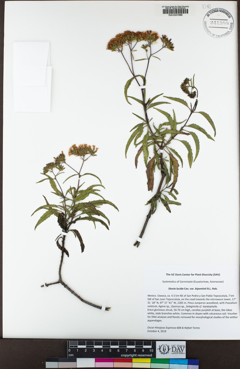 Stevia lucida var. bipontini photo 2