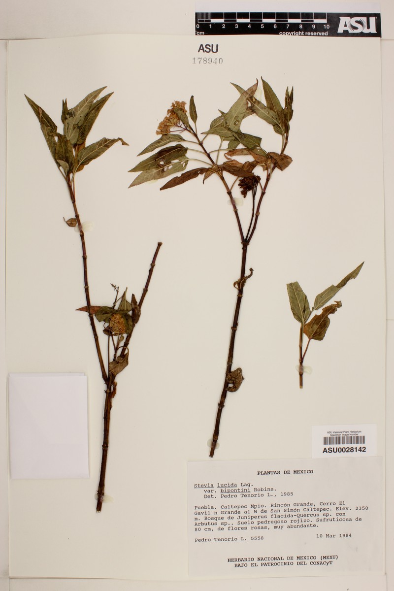 Stevia lucida var. bipontini photo 3