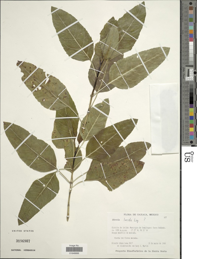 Stevia lucida var. lucida