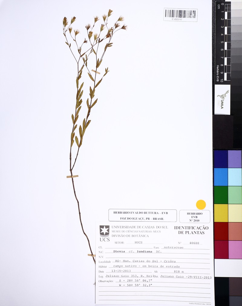 Stevia lundiana photo 2