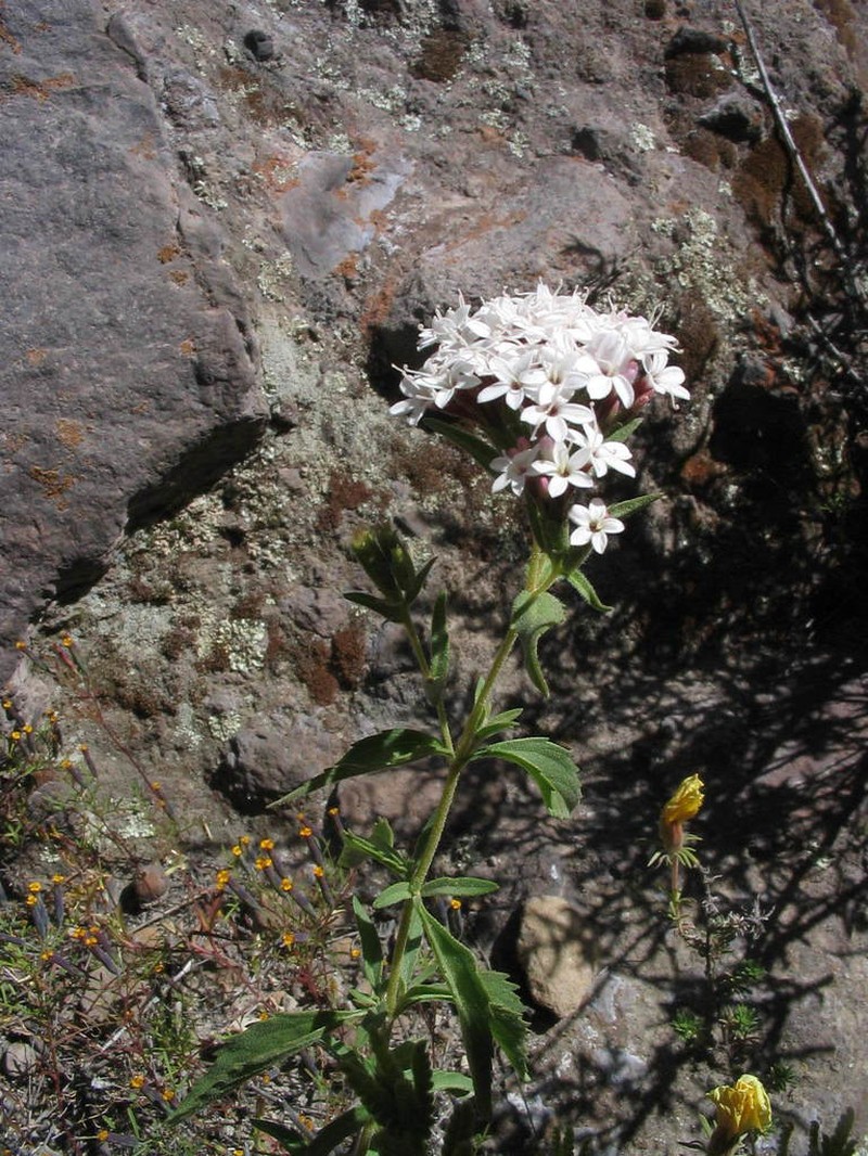 Stevia macbridei
