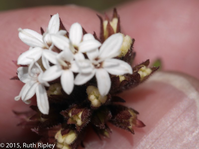 Stevia macbridei photo 2