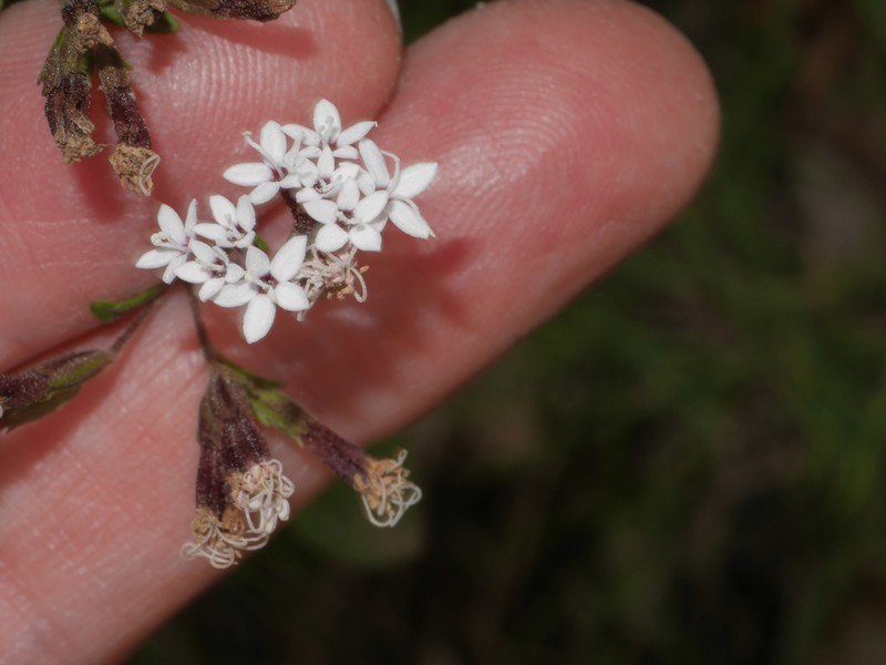 Stevia macbridei photo 3