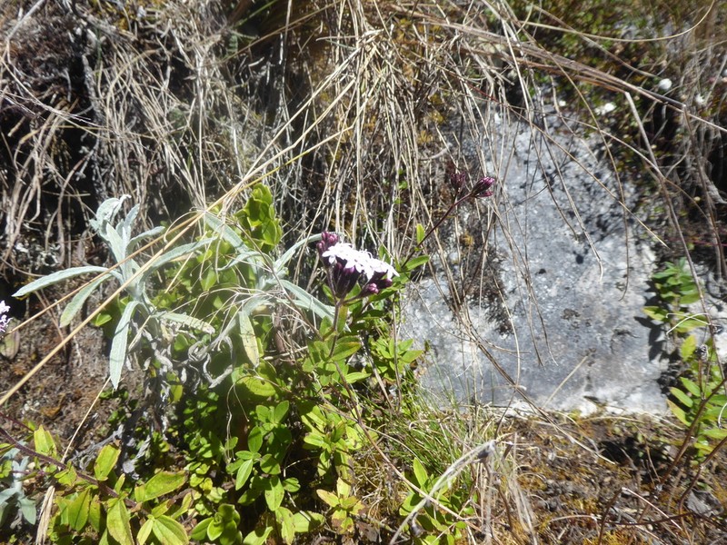 Stevia macbridei photo 4