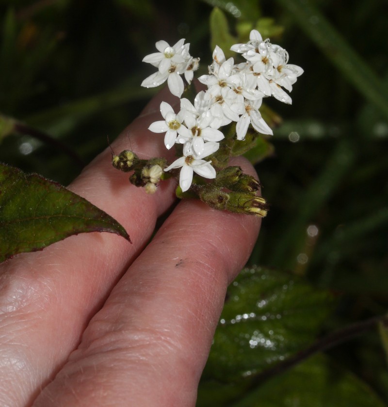 Stevia macbridei photo 5