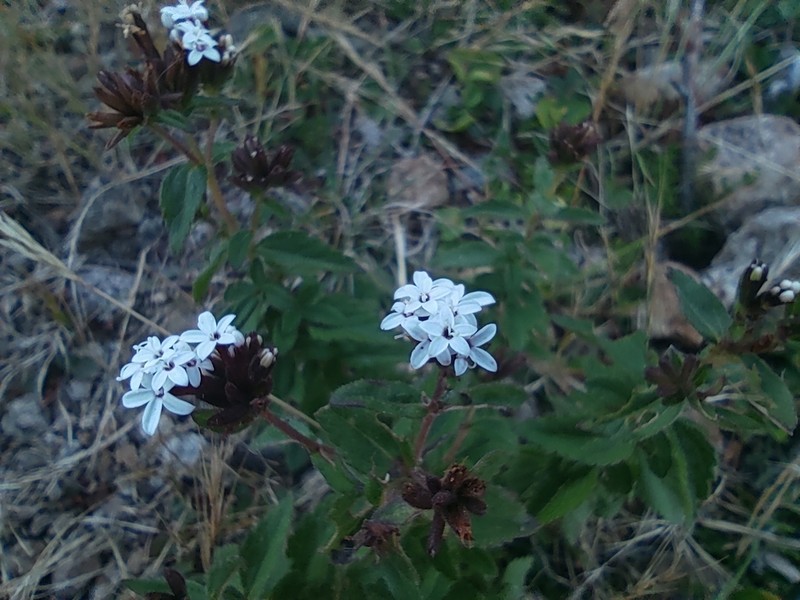 Stevia macbridei photo 6
