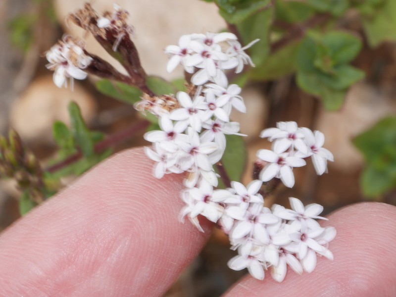 Stevia macbridei photo 8